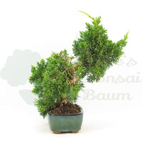 Chinesischer Wacholder 'Juniperus chinensis kyushu'