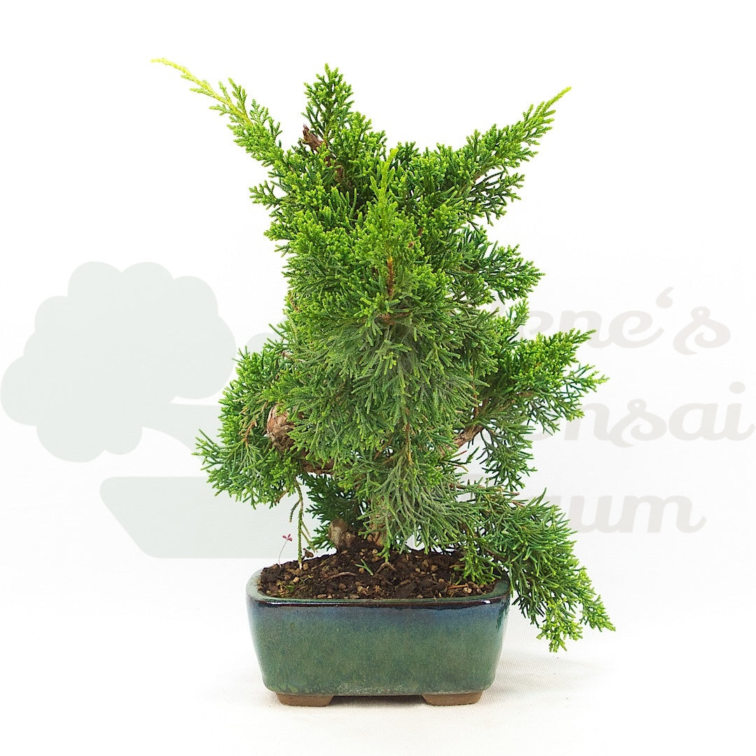 Chinesischer Wacholder 'Juniperus chinensis kyushu'