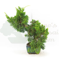 Chinesischer Wacholder 'Juniperus chinensis kyushu'