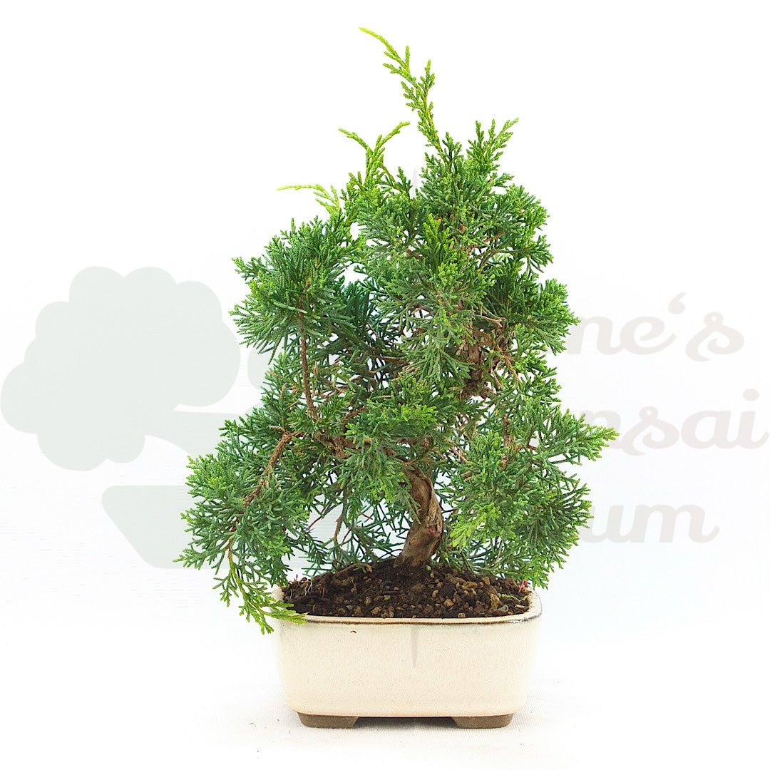 Chinesischer Wacholder 'Juniperus chinensis kyushu'