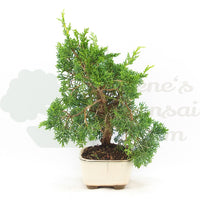 Chinesischer Wacholder 'Juniperus chinensis kyushu'