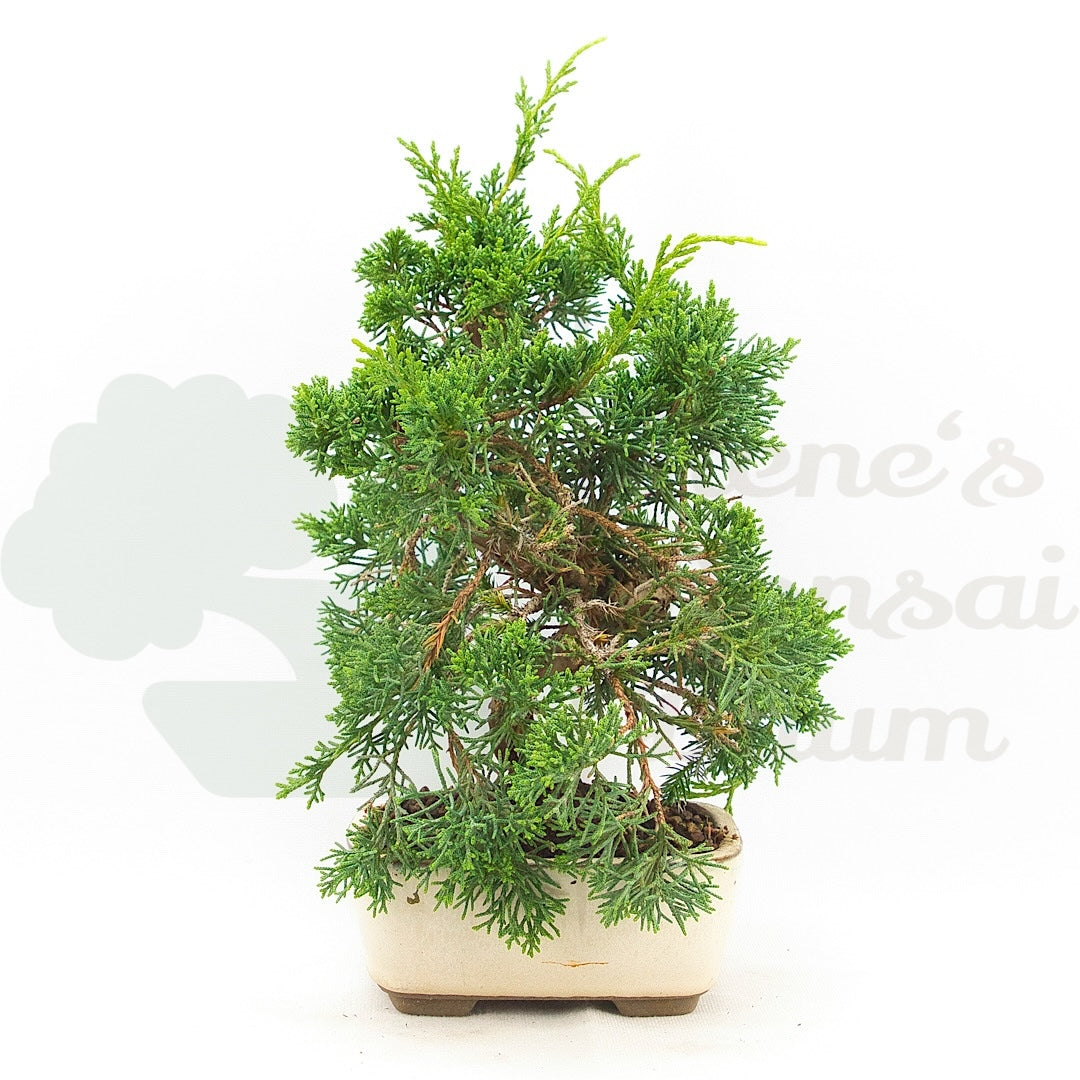 Chinesischer Wacholder 'Juniperus chinensis kyushu'