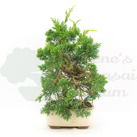 Chinesischer Wacholder 'Juniperus chinensis kyushu'