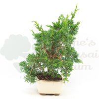 Chinesischer Wacholder 'Juniperus chinensis kyushu'