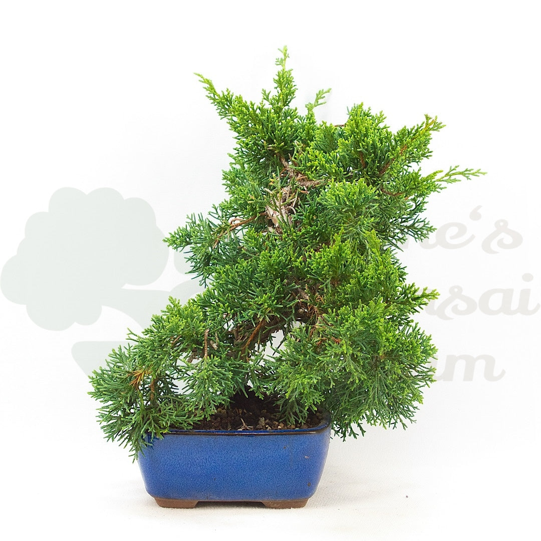Chinesischer Wacholder 'Juniperus chinensis kyushu'