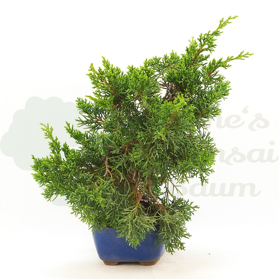 Chinesischer Wacholder 'Juniperus chinensis kyushu'