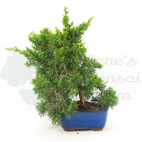 Chinesischer Wacholder 'Juniperus chinensis kyushu'