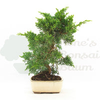 Chinesischer Wacholder 'Juniperus chinensis kyushu'