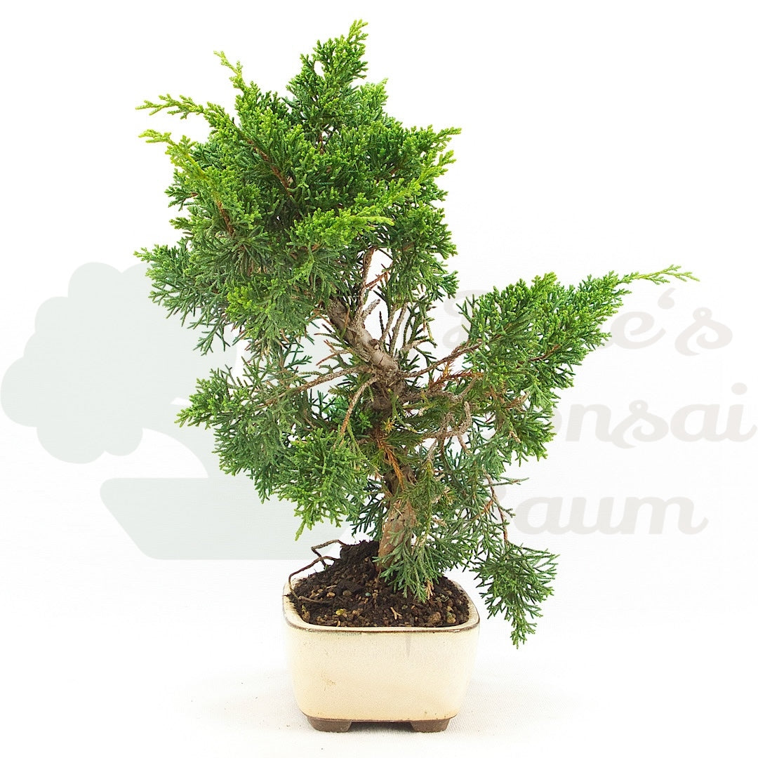 Chinesischer Wacholder 'Juniperus chinensis kyushu'