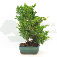 Chinesischer Wacholder 'Juniperus chinensis kyushu'