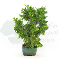 Chinesischer Wacholder 'Juniperus chinensis kyushu'