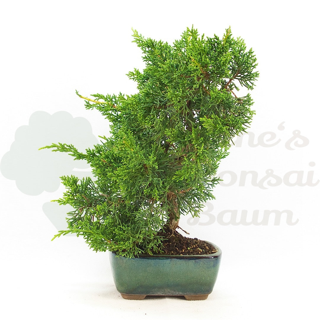 Chinesischer Wacholder 'Juniperus chinensis kyushu'