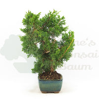 Chinesischer Wacholder 'Juniperus chinensis kyushu'