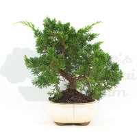 Chinesischer Wacholder 'Juniperus chinensis kyushu'