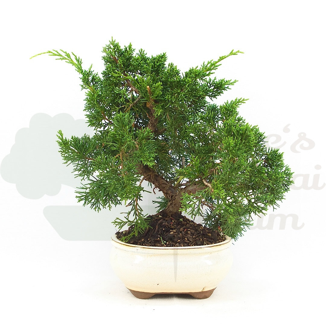 Chinesischer Wacholder 'Juniperus chinensis kyushu'