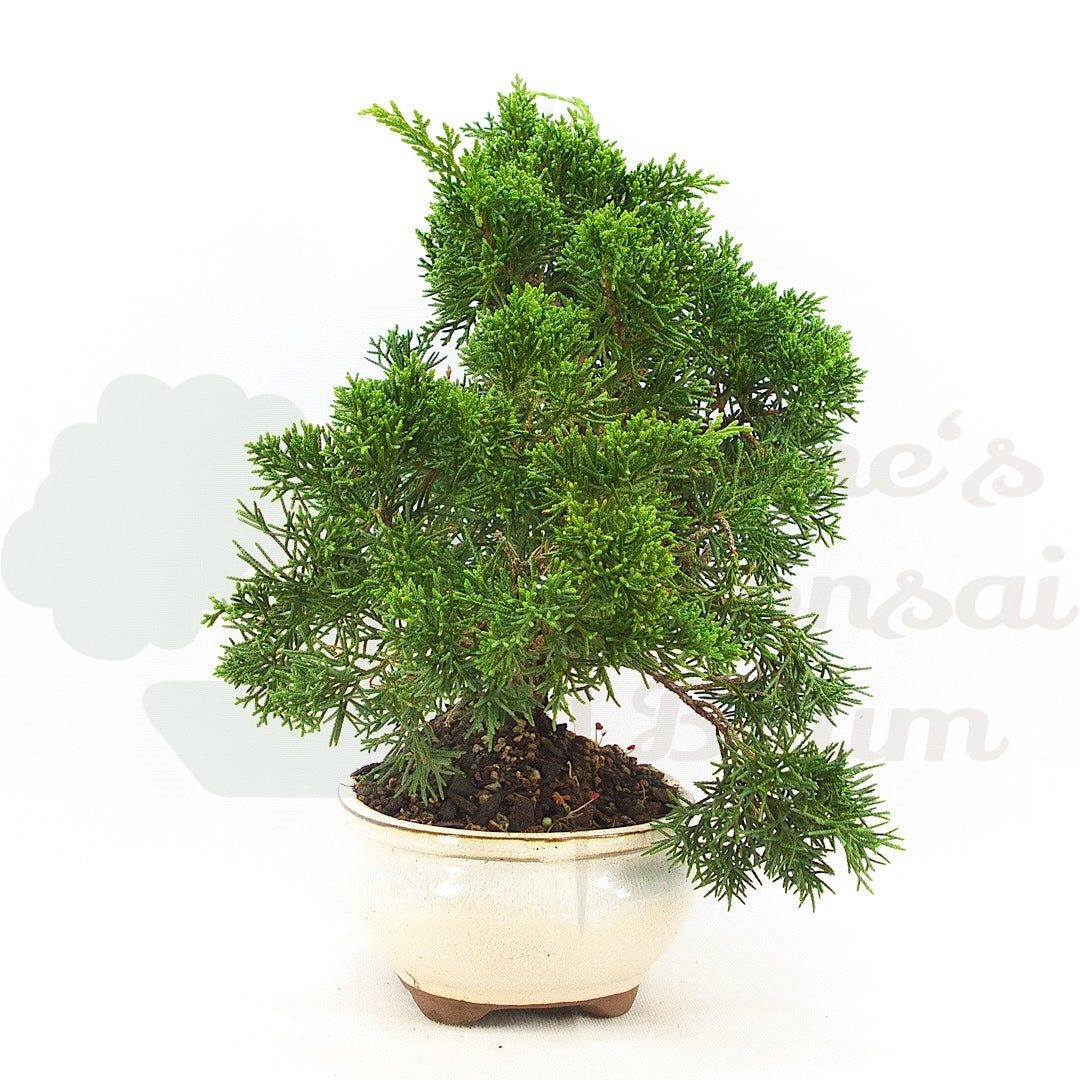 Chinesischer Wacholder 'Juniperus chinensis kyushu'
