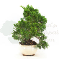 Chinesischer Wacholder 'Juniperus chinensis kyushu'