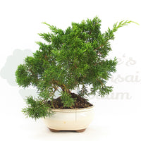 Chinesischer Wacholder 'Juniperus chinensis kyushu'