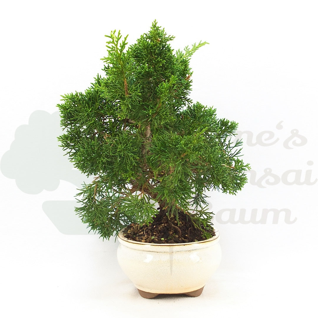 Chinesischer Wacholder 'Juniperus chinensis kyushu'