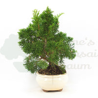 Chinesischer Wacholder 'Juniperus chinensis kyushu'