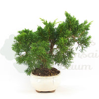 Chinesischer Wacholder 'Juniperus chinensis kyushu'