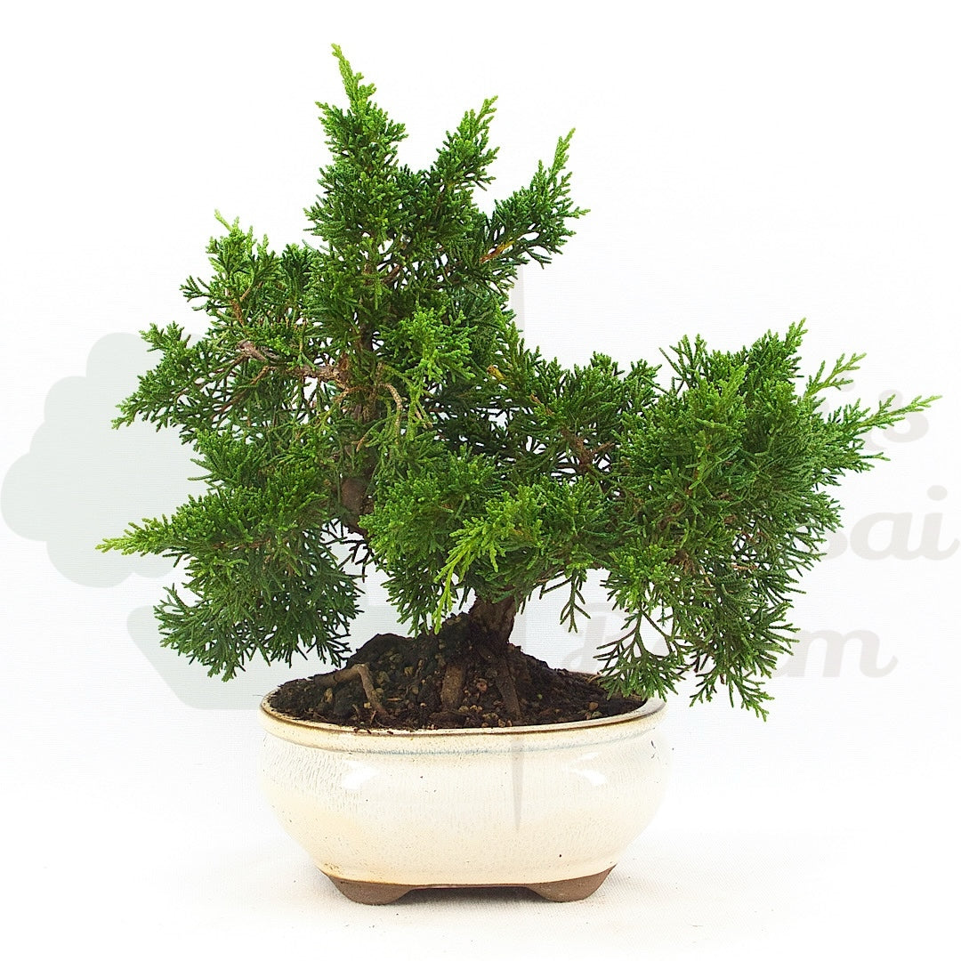 Chinesischer Wacholder 'Juniperus chinensis kyushu'