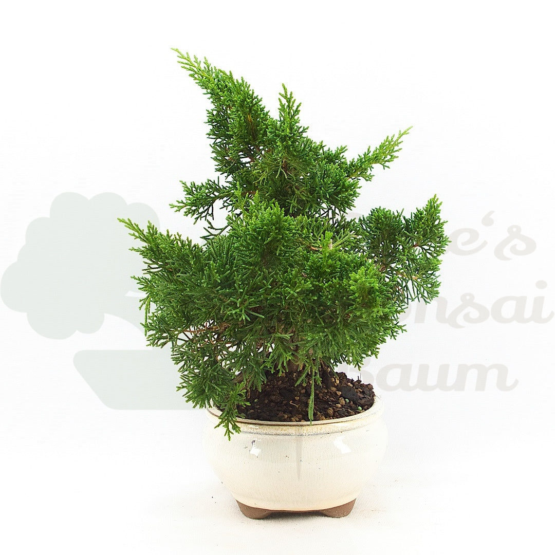 Chinesischer Wacholder 'Juniperus chinensis kyushu'