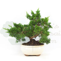 Chinesischer Wacholder 'Juniperus chinensis kyushu'
