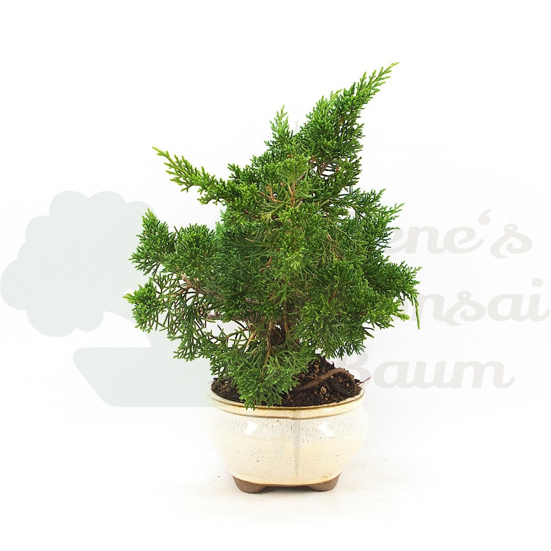 Chinesischer Wacholder 'Juniperus chinensis kyushu'