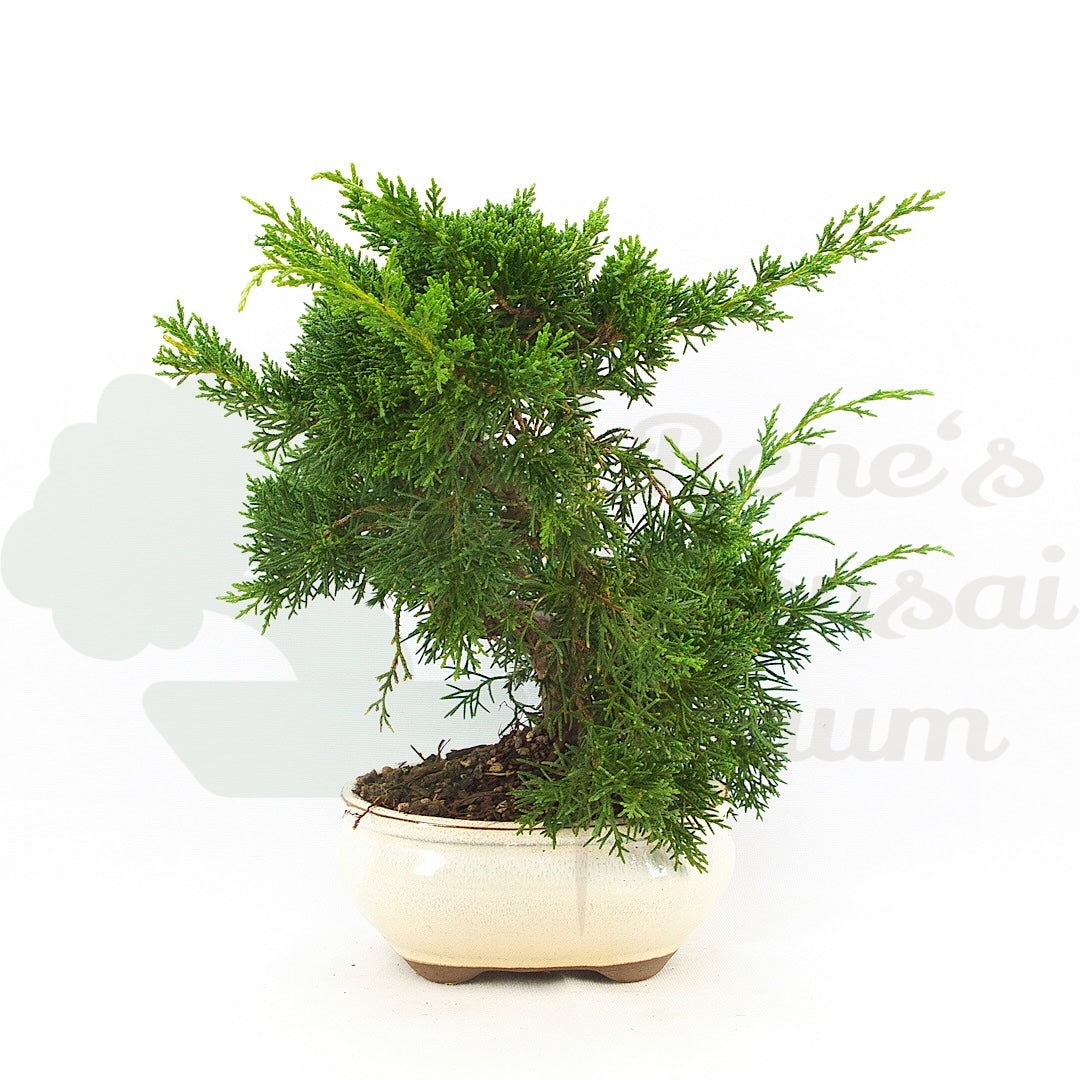 Chinesischer Wacholder 'Juniperus chinensis kyushu'