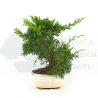 Chinesischer Wacholder 'Juniperus chinensis kyushu'