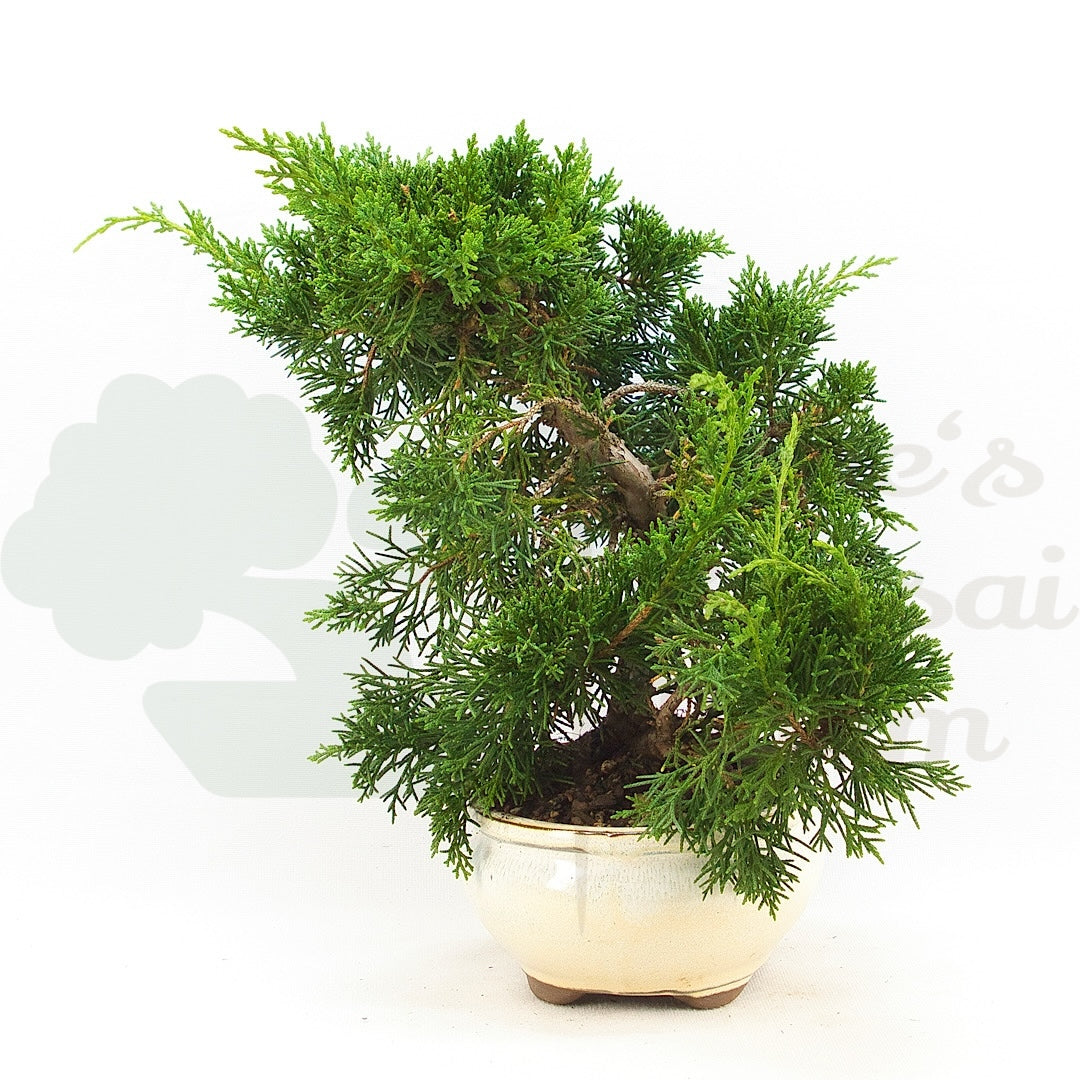 Chinesischer Wacholder 'Juniperus chinensis kyushu'