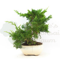 Chinesischer Wacholder 'Juniperus chinensis kyushu'