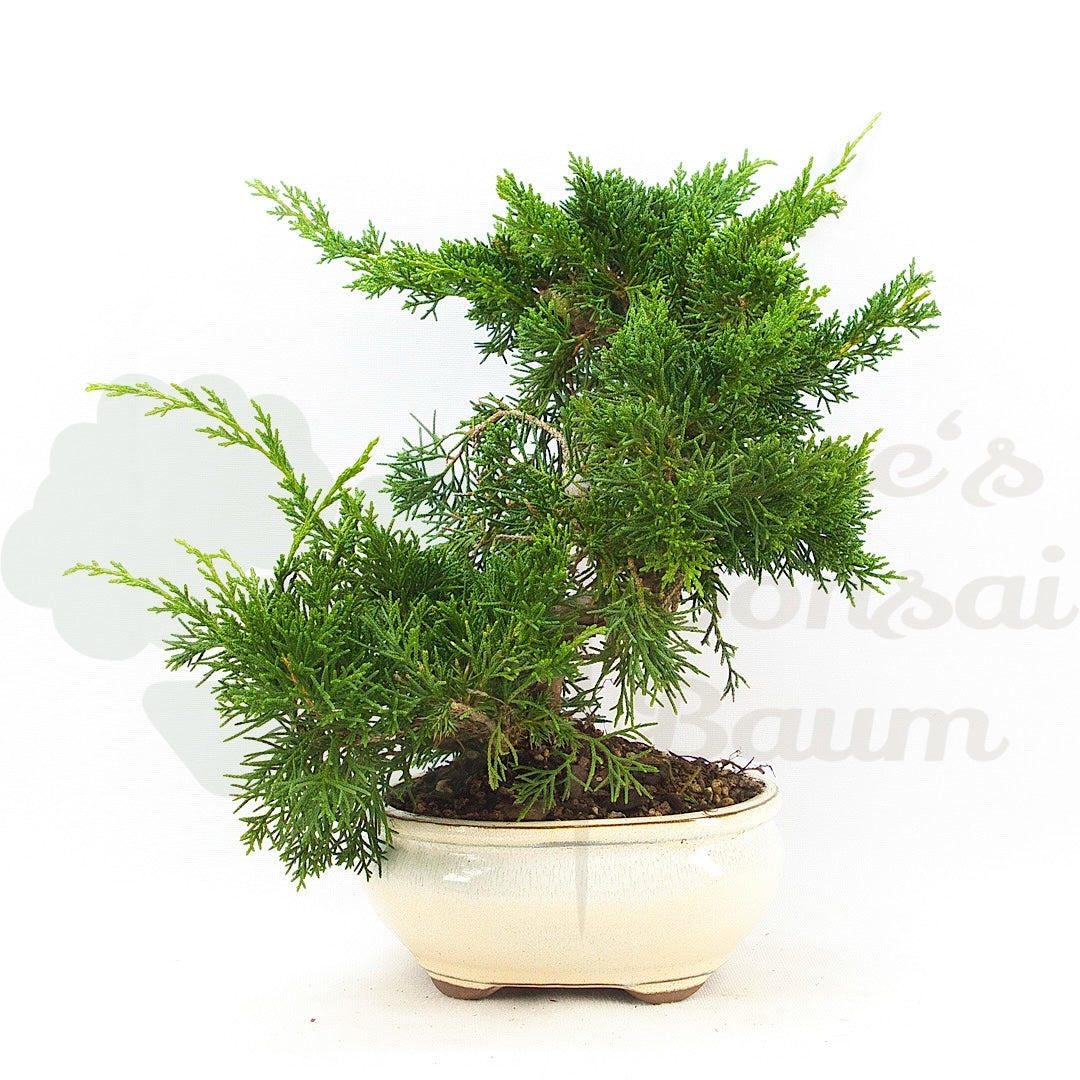 Chinesischer Wacholder 'Juniperus chinensis kyushu'