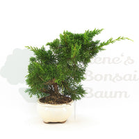 Chinesischer Wacholder 'Juniperus chinensis kyushu'