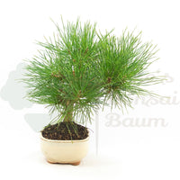 Japanische Schwarzkiefer 'Pinus thunbergii'