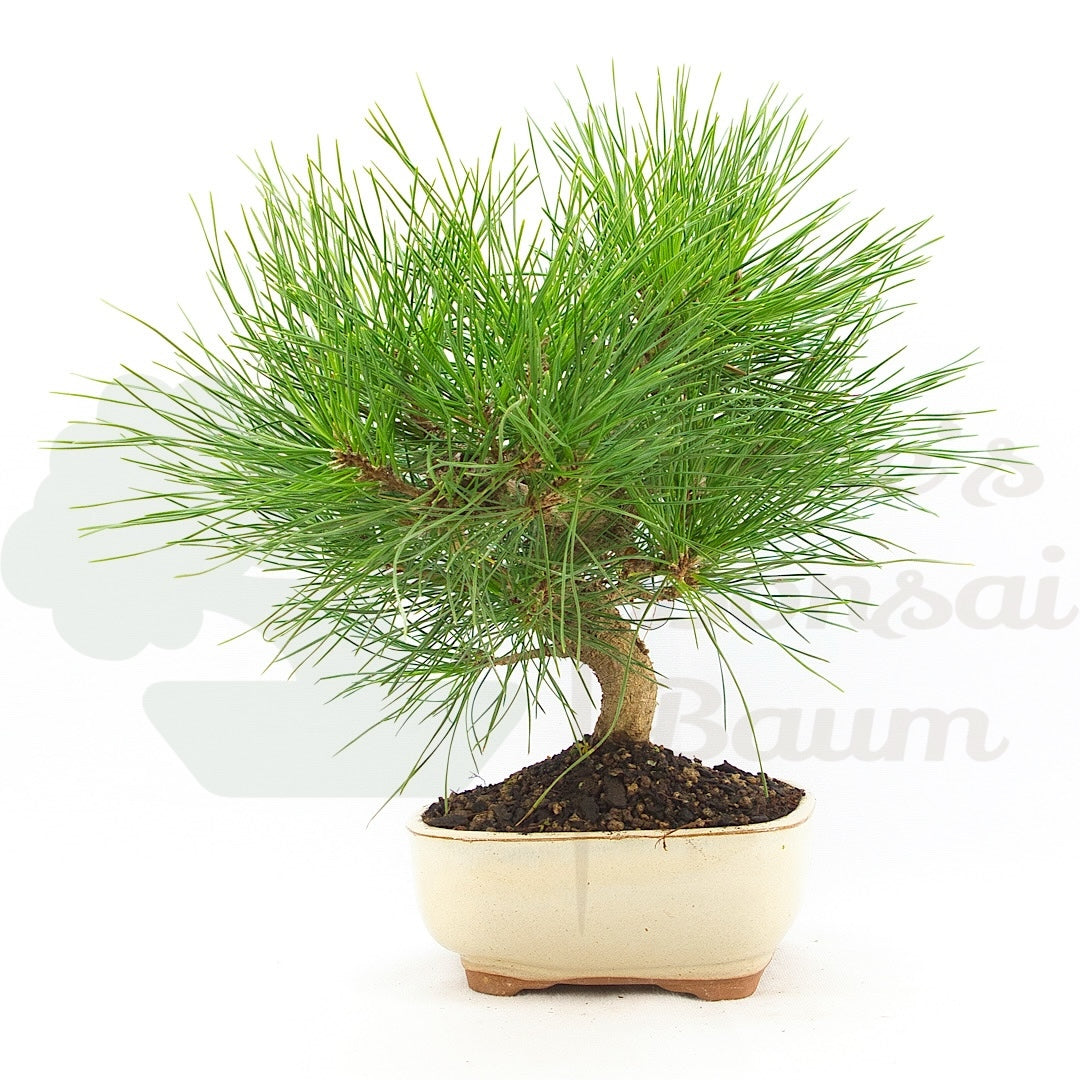 Japanische Schwarzkiefer 'Pinus thunbergii'
