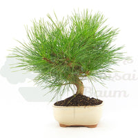 Japanische Schwarzkiefer 'Pinus thunbergii'