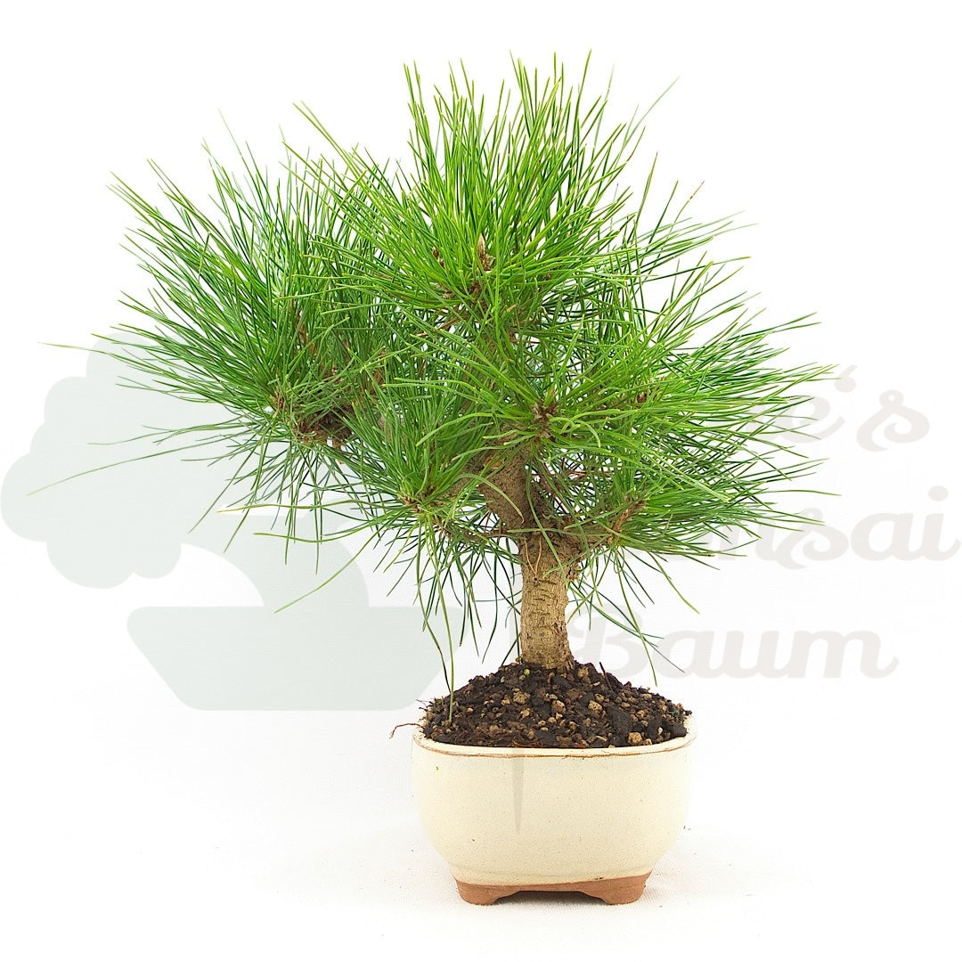 Japanische Schwarzkiefer 'Pinus thunbergii'
