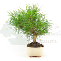 Japanische Schwarzkiefer 'Pinus thunbergii'