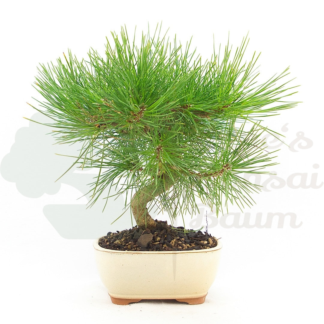 Japanische Schwarzkiefer 'Pinus thunbergii'