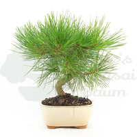 Japanische Schwarzkiefer 'Pinus thunbergii'