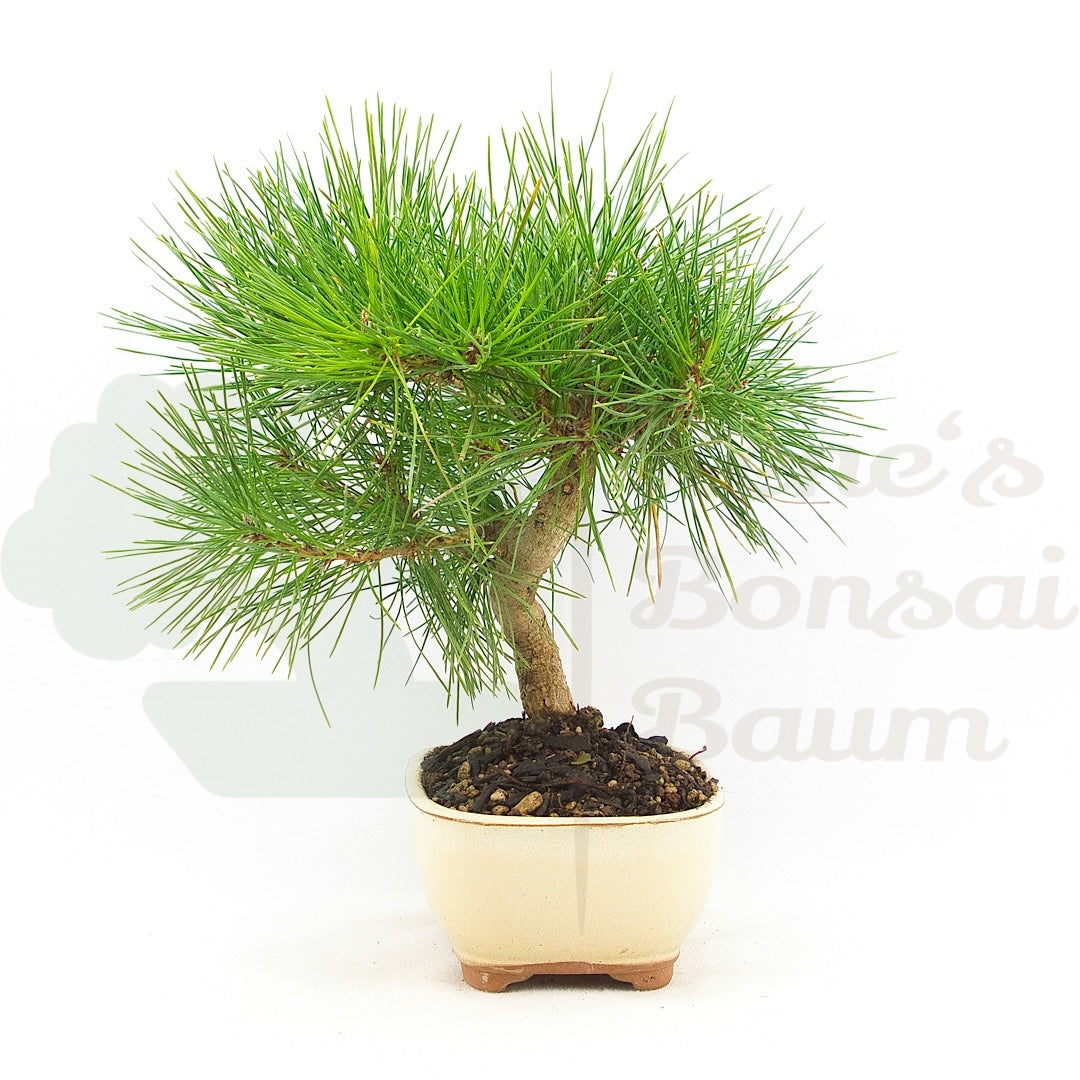 Japanische Schwarzkiefer 'Pinus thunbergii'