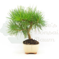 Japanische Schwarzkiefer 'Pinus thunbergii'