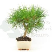 Japanische Schwarzkiefer 'Pinus thunbergii'