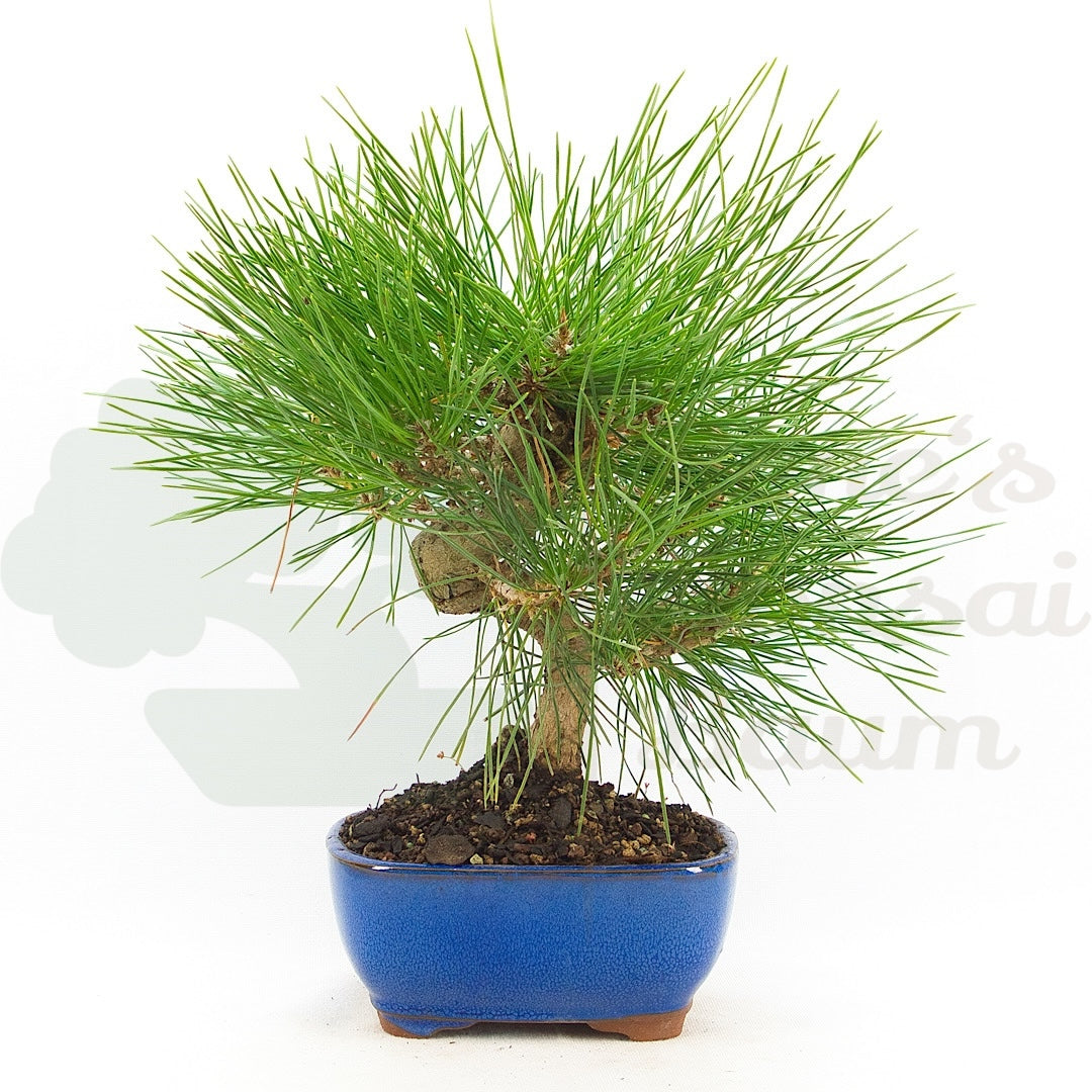 Japanische Schwarzkiefer 'Pinus thunbergii'