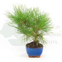 Japanische Schwarzkiefer 'Pinus thunbergii'