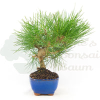 Japanische Schwarzkiefer 'Pinus thunbergii'