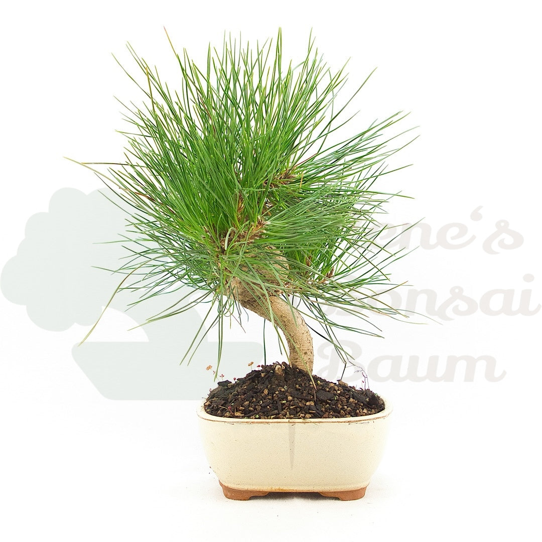 Japanische Schwarzkiefer 'Pinus thunbergii'