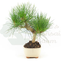 Japanische Schwarzkiefer 'Pinus thunbergii'